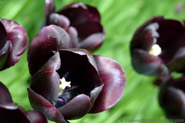 Close-Up of Enkele Late Tulipa Queen of Night Black Tulip.jpg