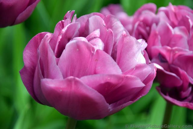 Pink Tulip Tulipa Backpacker Flower @ Keukenhof.jpg