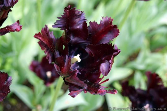 Parkiet Tulipa Parrot Tulips in Dark Purple (Close-Up).jpg