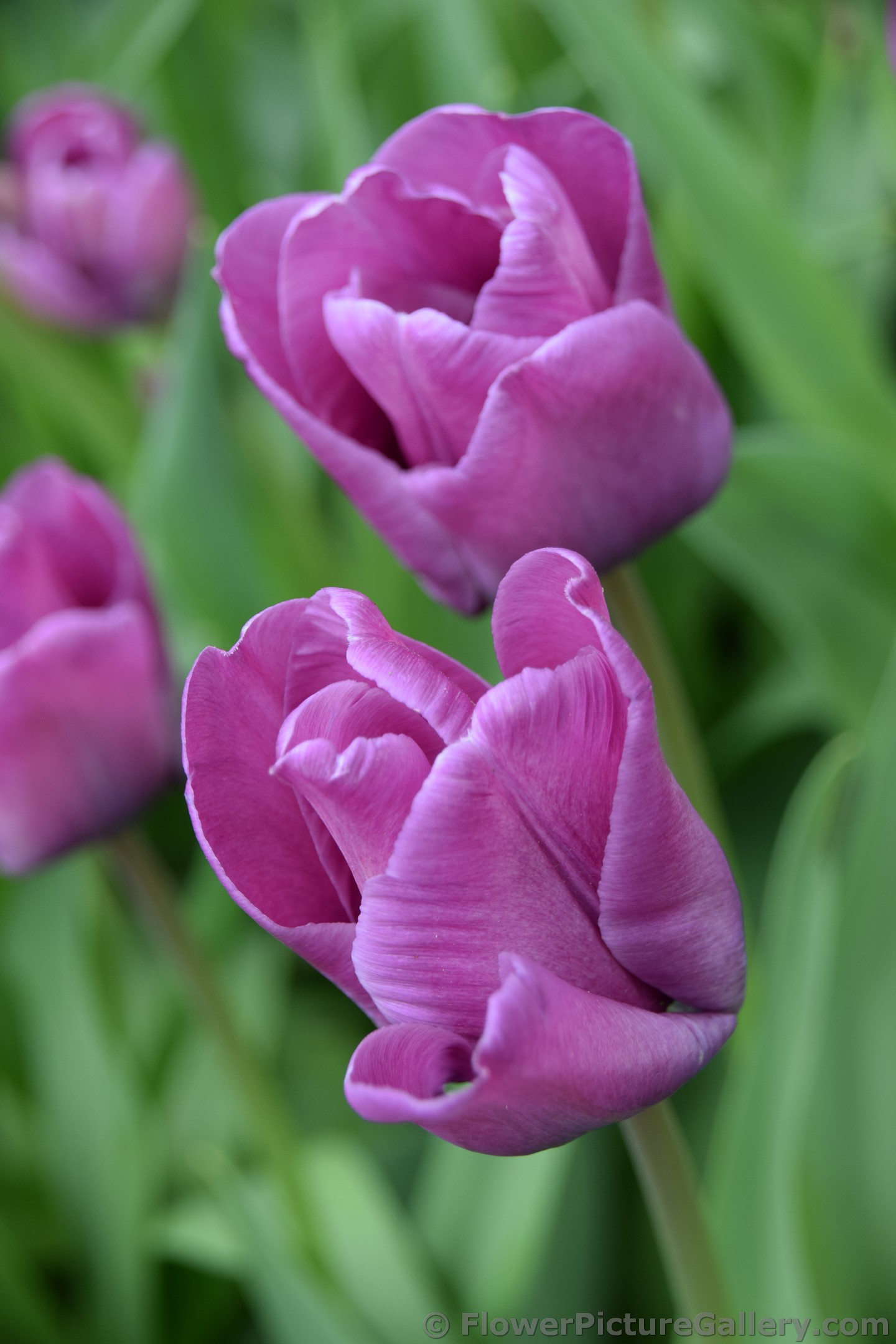 Bleu Aimable Tulips (Duo).jpg