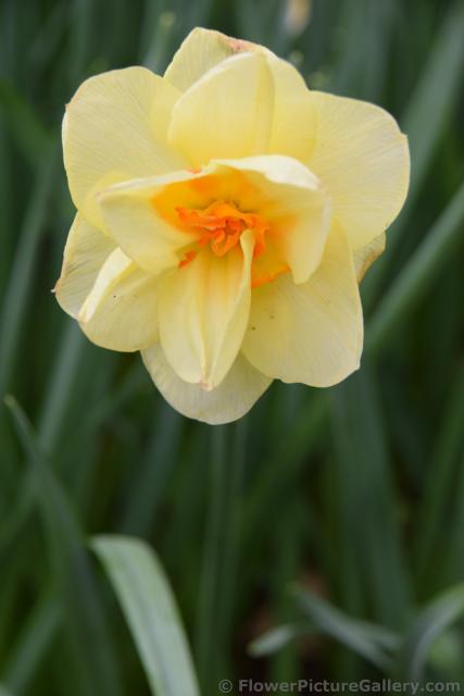Light Yellow Flower Narcis Tahiti.jpg