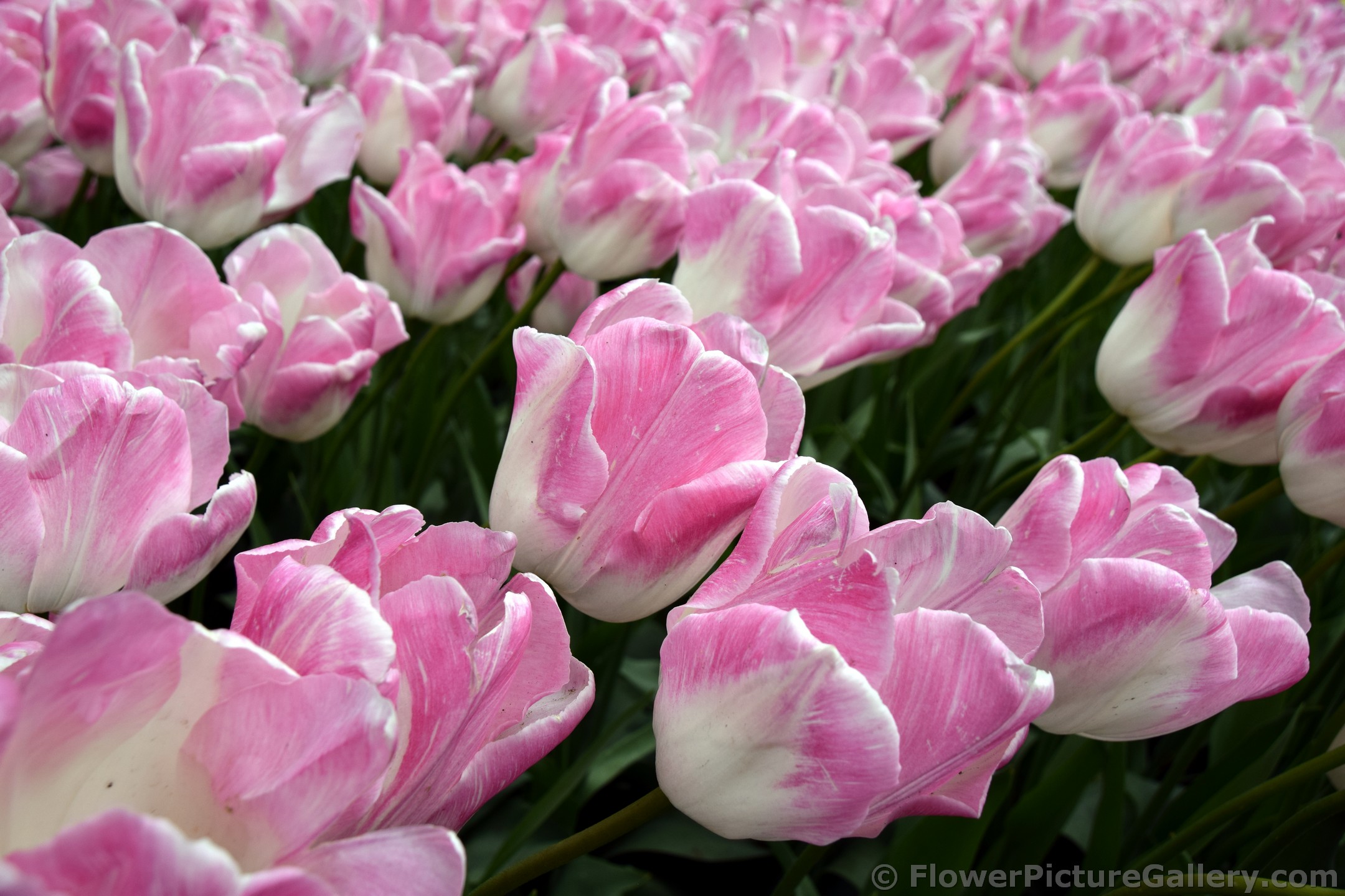 Triumph Tulips First Class Garden.jpg