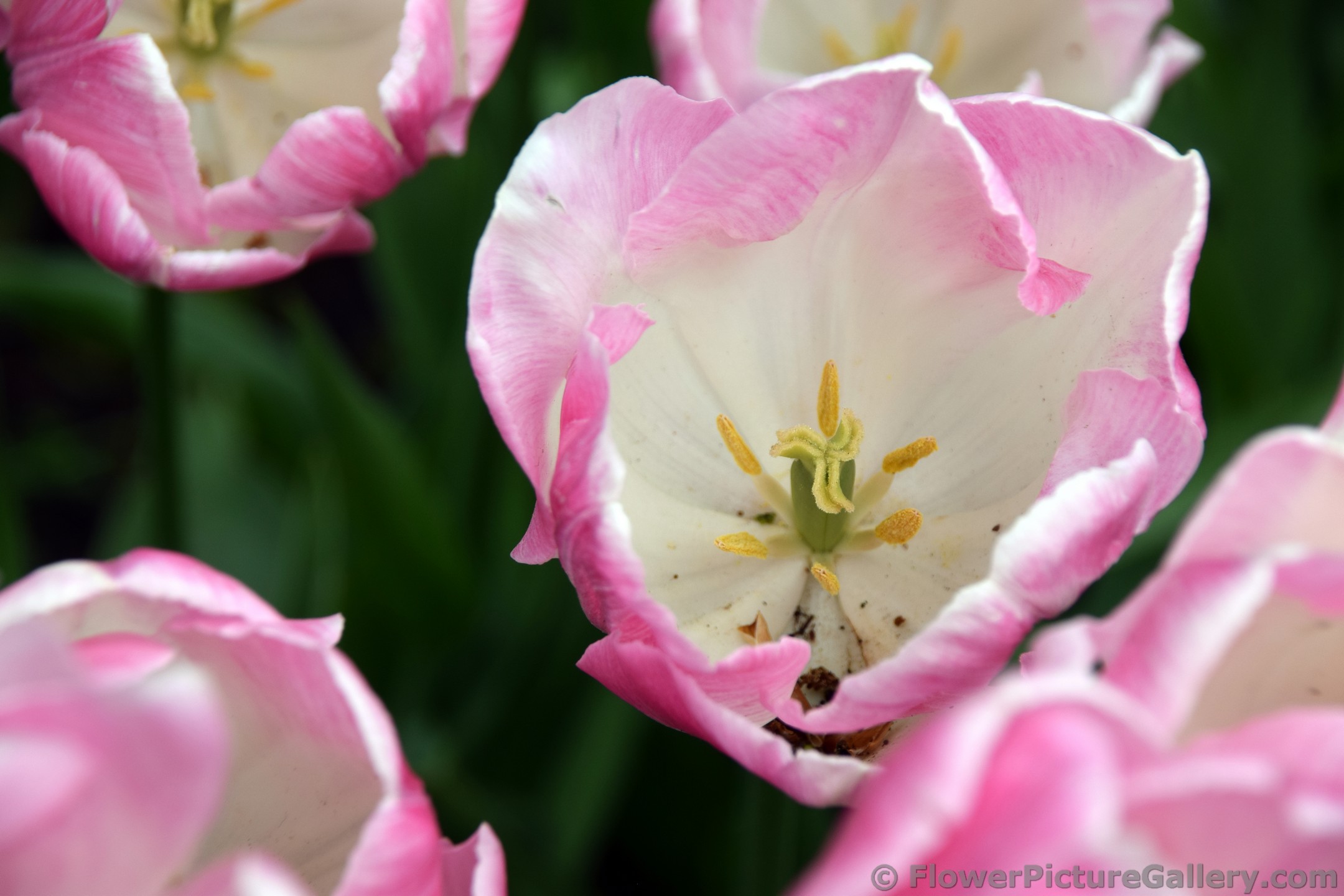 Triumph First Class Tulips (Close-Up).jpg