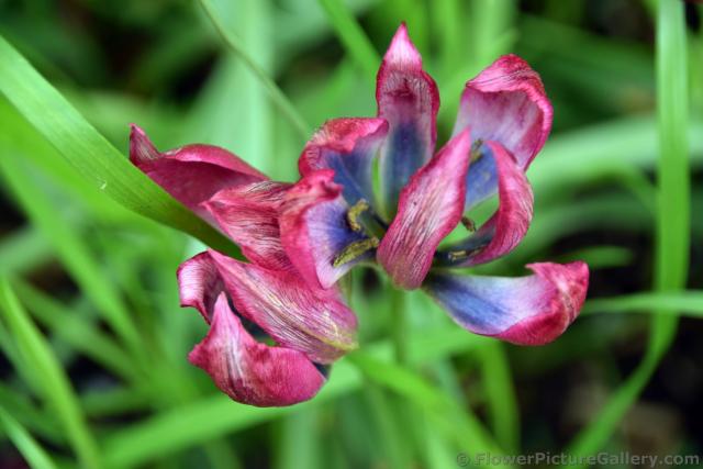 Little Beauty Tulip (Close-Up).jpg