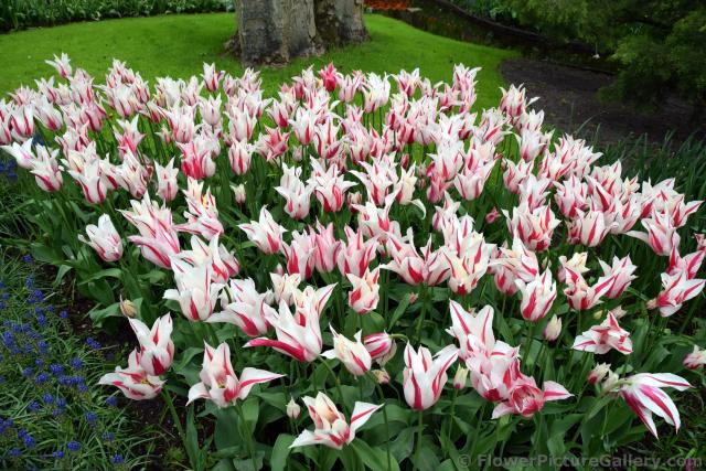 Tulipa Leliebloemige Marilyn Tulips Garden.jpg