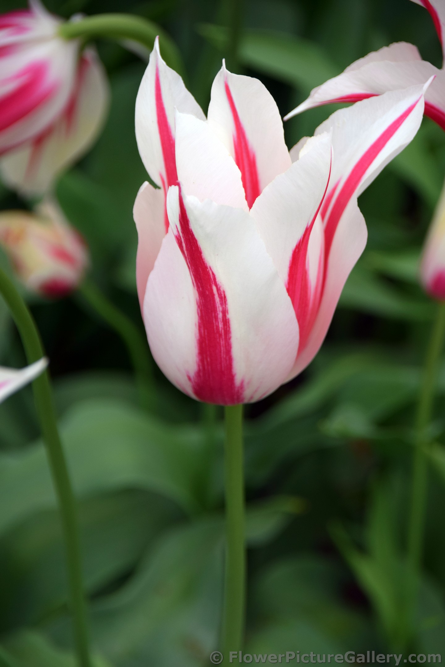 Tulipa Leliebloemige Marilyn Tulip (Close-Up).jpg