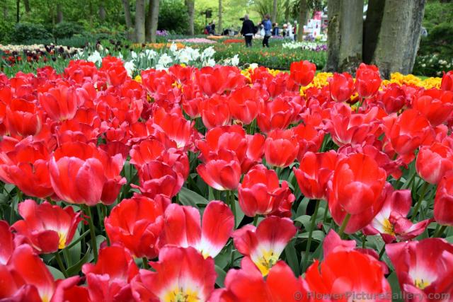 Bright Red Tulips Field of Keukenhof Gardens.jpg