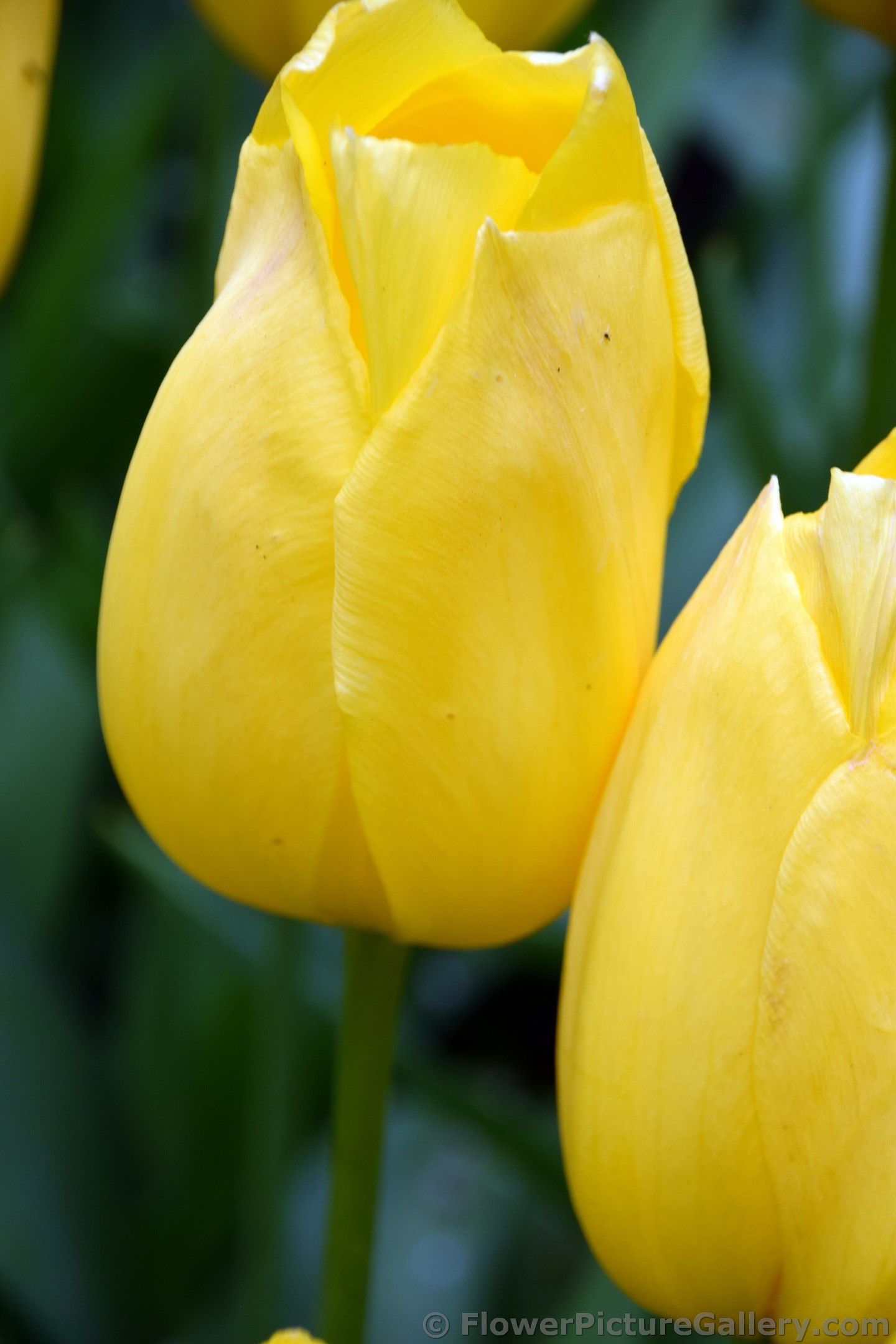 Big Smile Enkele Late Tulip (Close Up).jpg