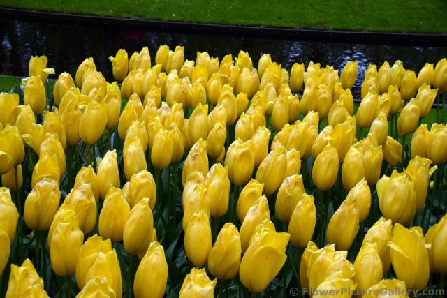 Big Smile Enkele Late Yellow Tulips Garden.jpg