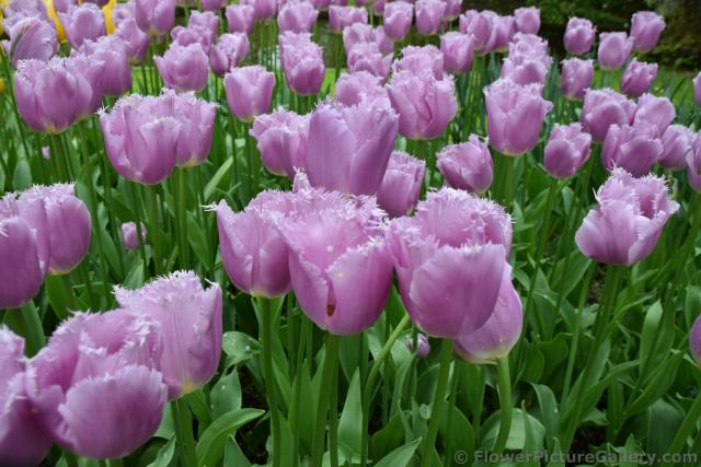 Lilac Crystal Tulips.jpg