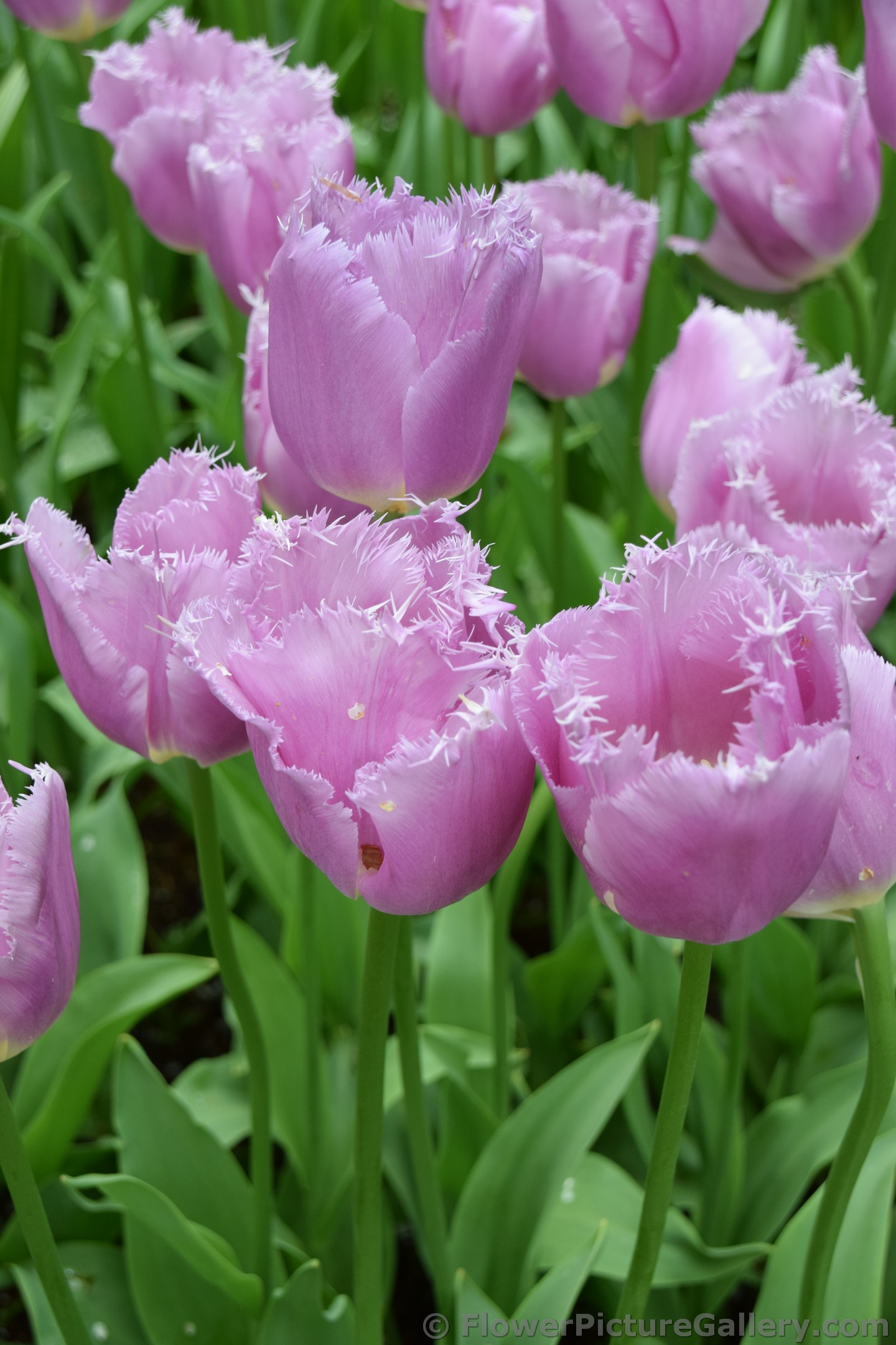 Lilac Crystal Light Purple Tulips of Tulipa Fringed Group.jpg