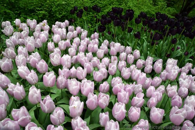 Candy Prince Light Pink Tulips of Holland.jpg