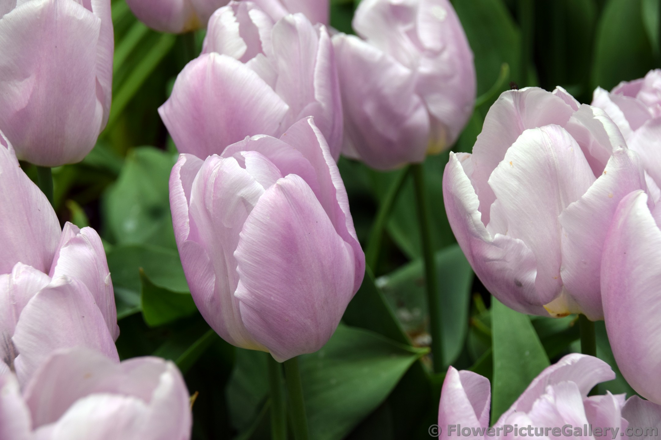 Tulipa Candy Prince Tulips (Close-Up).jpg