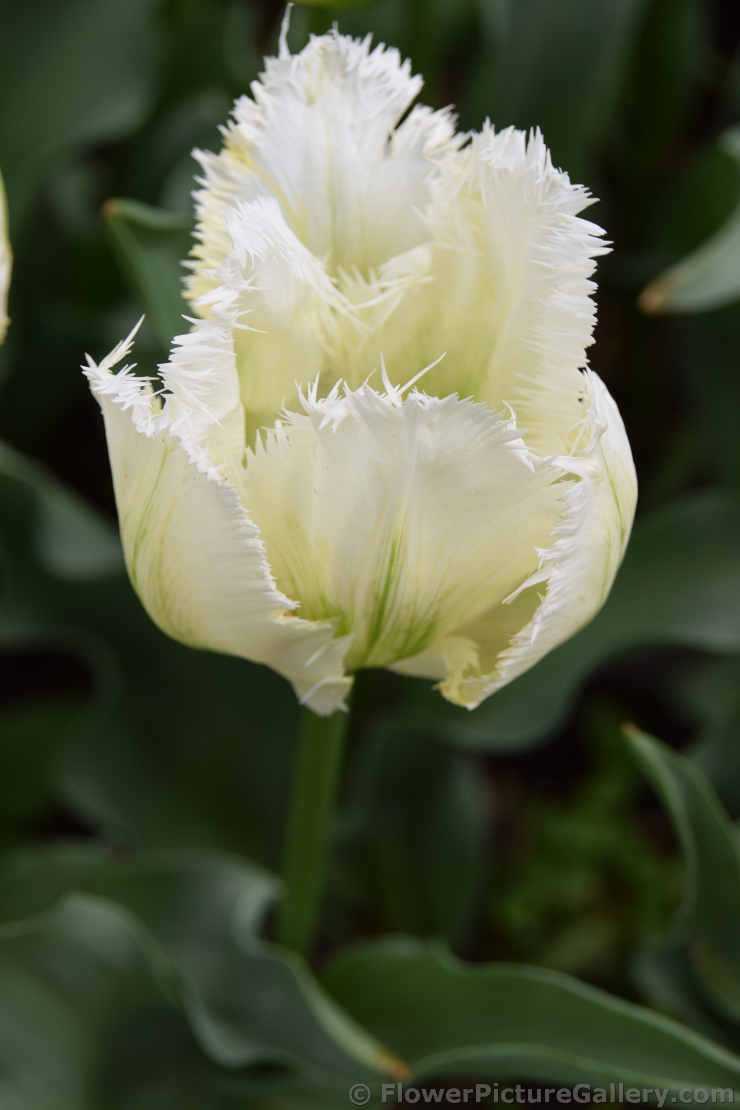 Snow Valley Tulip (Close Up).jpg