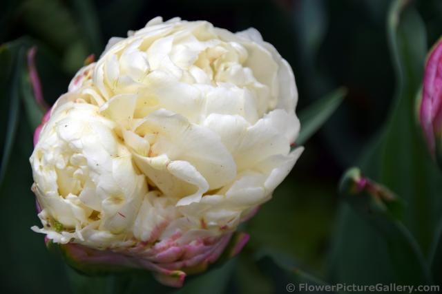 Ice Cream Dubbele Late Tulip (Close-Up).jpg