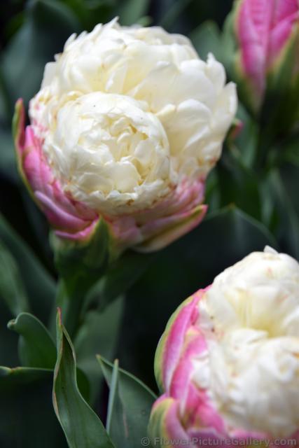 Ice Cream Dubbele Late Tulips.jpg