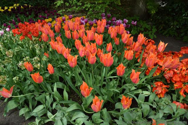 Silky Orange Tulips with Red and Dark Purple Ones in the Background.jpg