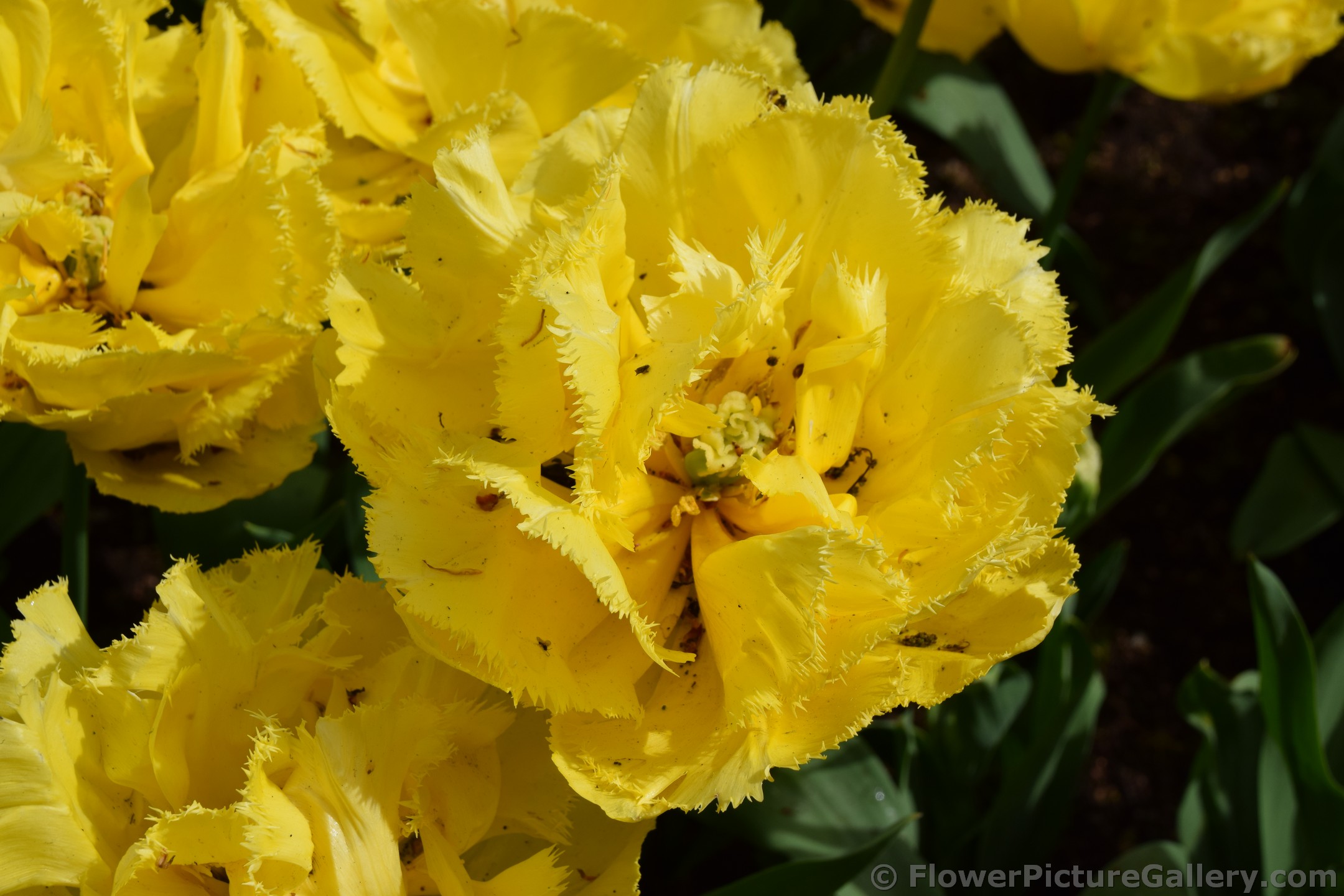 Close Up of a Pretty Yellow Tulip @ Keukenhof.jpg