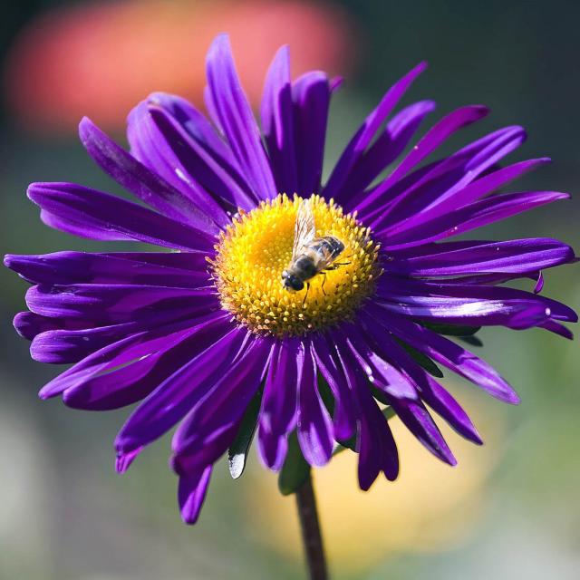 dark purple daisy flower with yellow center with bee on it.jpg