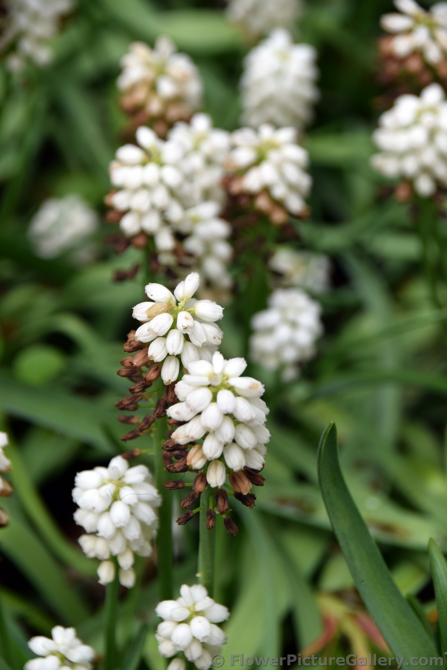 White Magic Muscari Flowers from Keukenhof Gardens.jpg