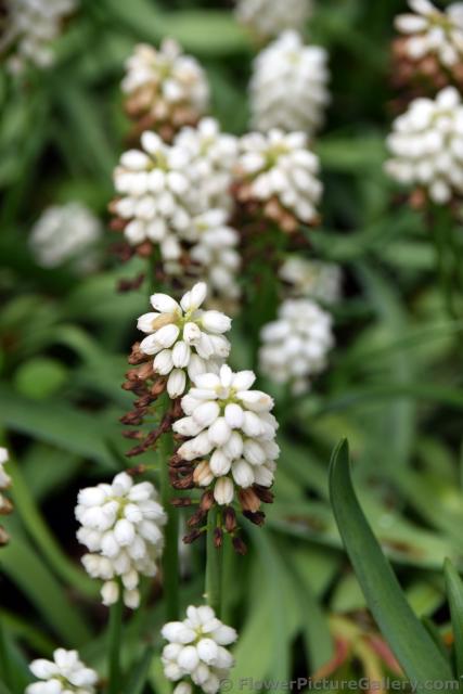 White Magic Muscari Flowers from Keukenhof Gardens.jpg