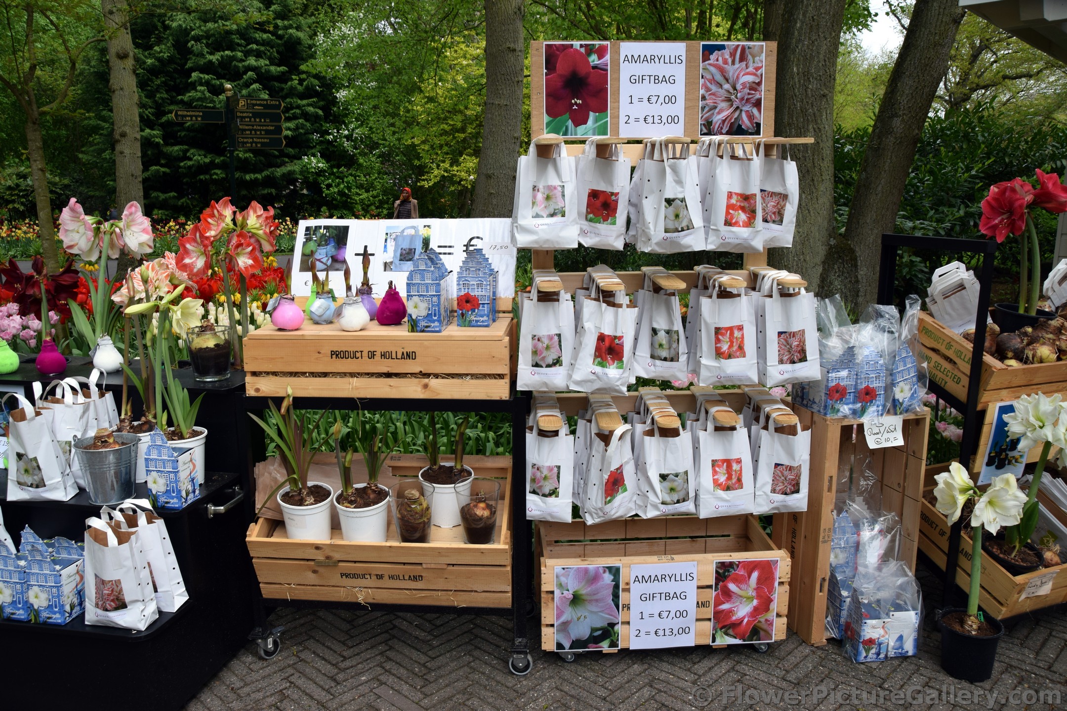 Amaryllis Gift Bags for Sale @ Keukenhof Gardens.jpg