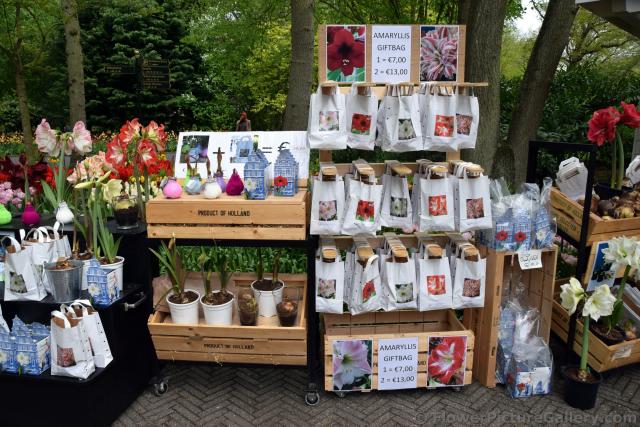 Amaryllis Gift Bags for Sale @ Keukenhof Gardens.jpg