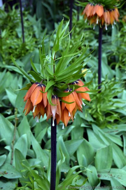 Fritillaria Imperialis Garland Star @ Keukenhof Gardens.jpg