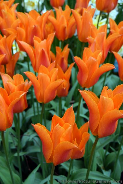 Ballerina Leliebloemige Orange Tulips @ Keukenhof 2015.jpg