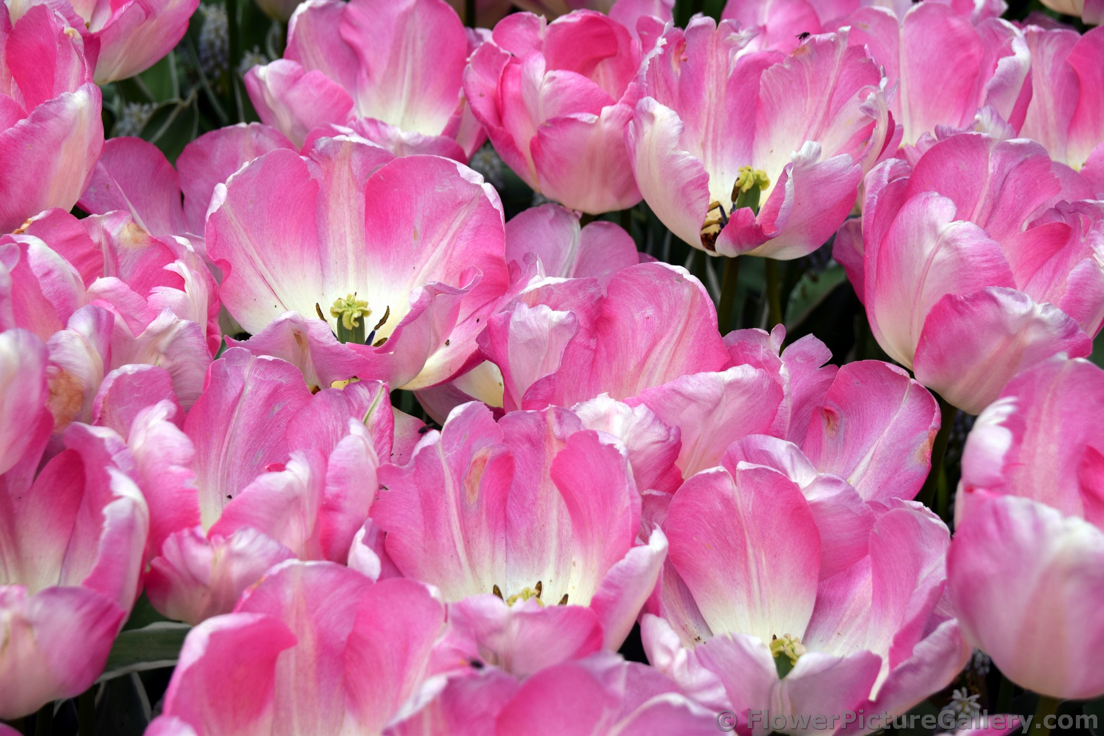 Group of New Design Triumph Tulips @ Keukenhof.jpg