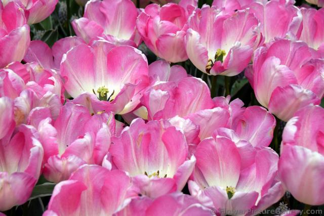Group of New Design Triumph Tulips @ Keukenhof.jpg