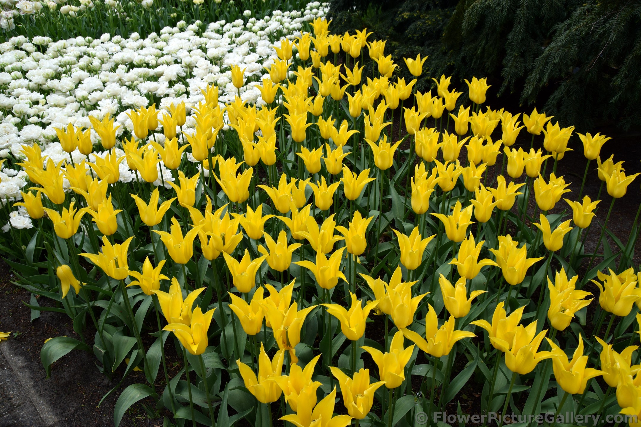 Field of Flashback Yellow Tulips @ Keukenhof.jpg