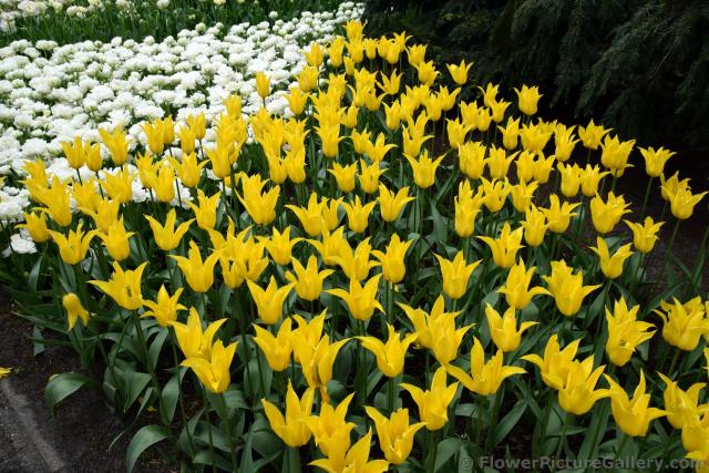 Field of Flashback Yellow Tulips @ Keukenhof.jpg