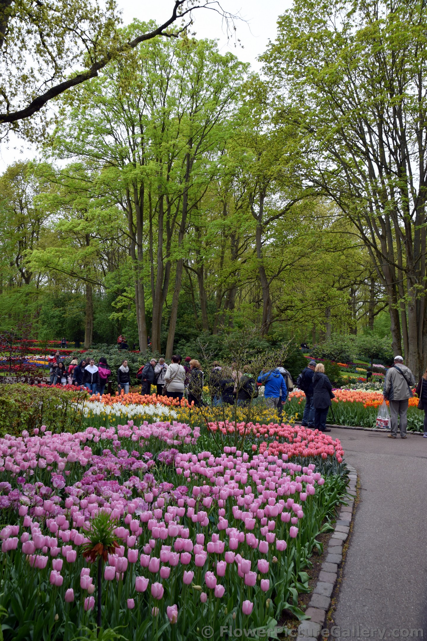 Visitors Appreciating the Beauty of Keukenhof Gardens.jpg