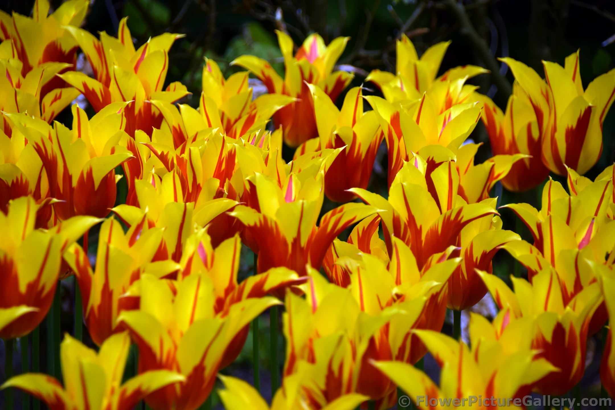 Field of Firewing Tulips @ Keukenhof.jpg