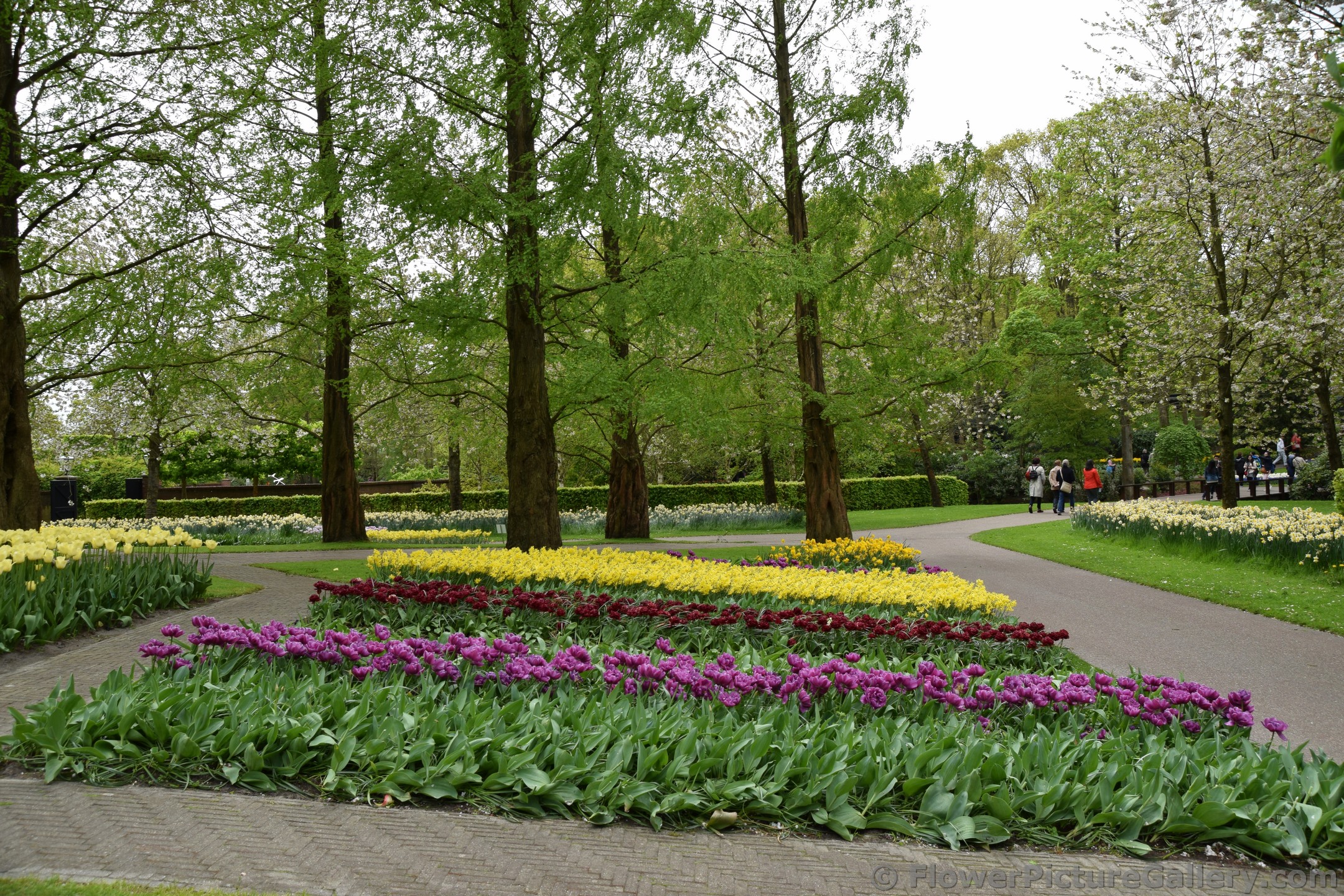 Rows of Tulips with Backdrop of Trees @ Keukenhof.jpg