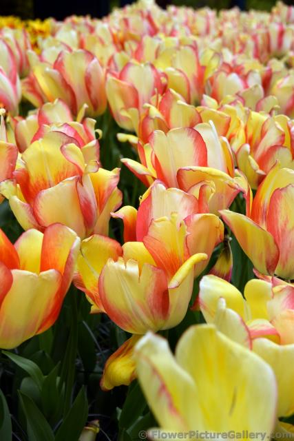 Group of Beauty of Spring Tulips in Keukenhof.jpg