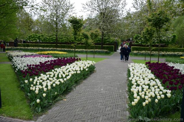 Triangular Garden of Tulips @ Keukenhof.jpg