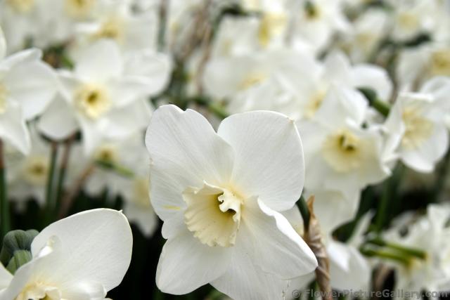 Narcissus Trumpet Blue Eye Daffodil @ Keukenhof.jpg