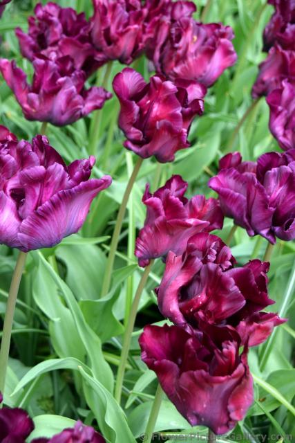 Victoria's Secret Tulips from Keukenhof Gardens.jpg