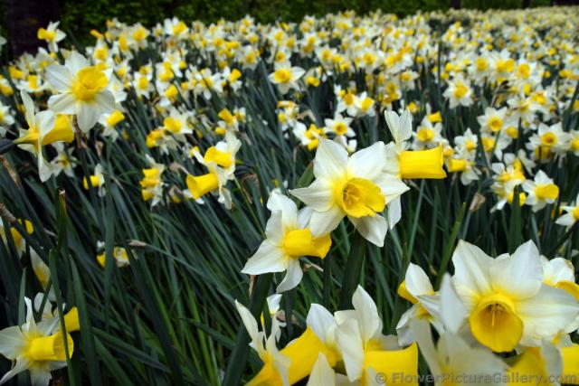 Narcissus Daffodil Flowers in White with Yellow Part Sticking Out.jpg