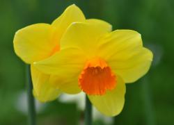 Daffodil Flower Images
