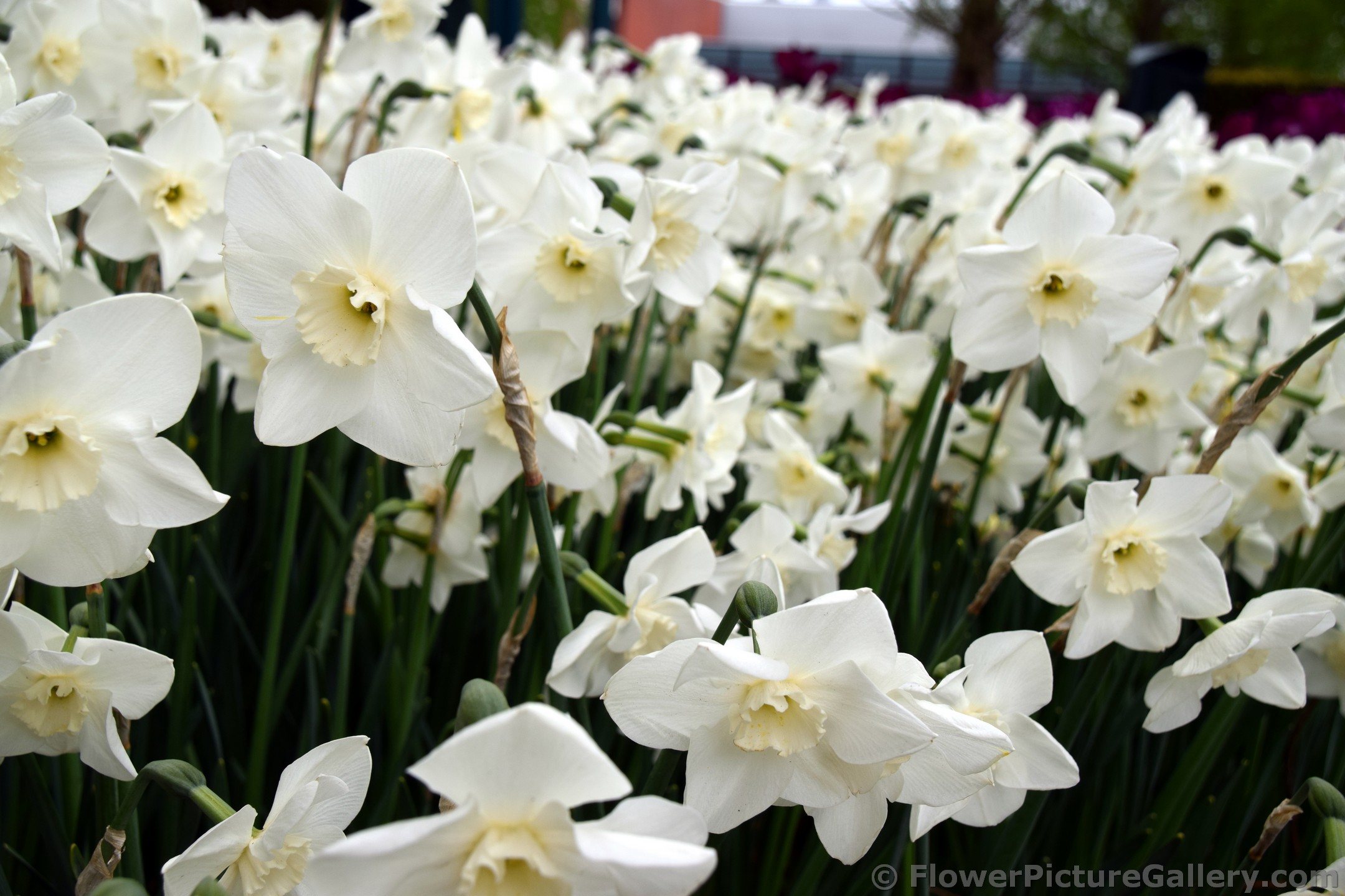 Green Eye Trumpet Daffodils.jpg