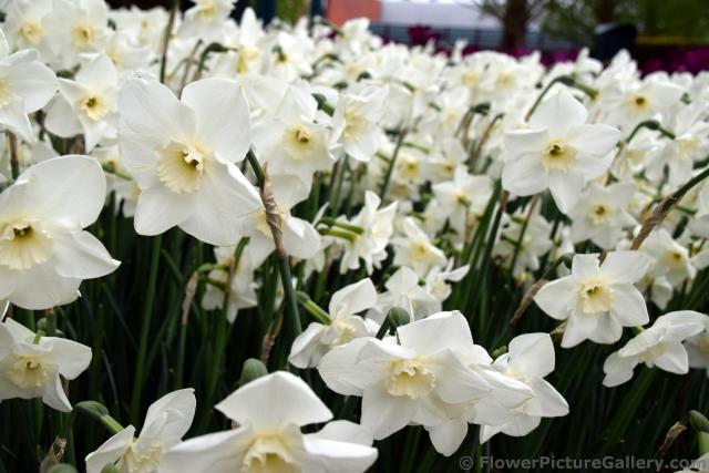 Green Eye Trumpet Daffodils.jpg