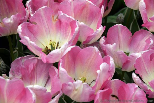 New Design Pink and White Triumph Tulips.jpg