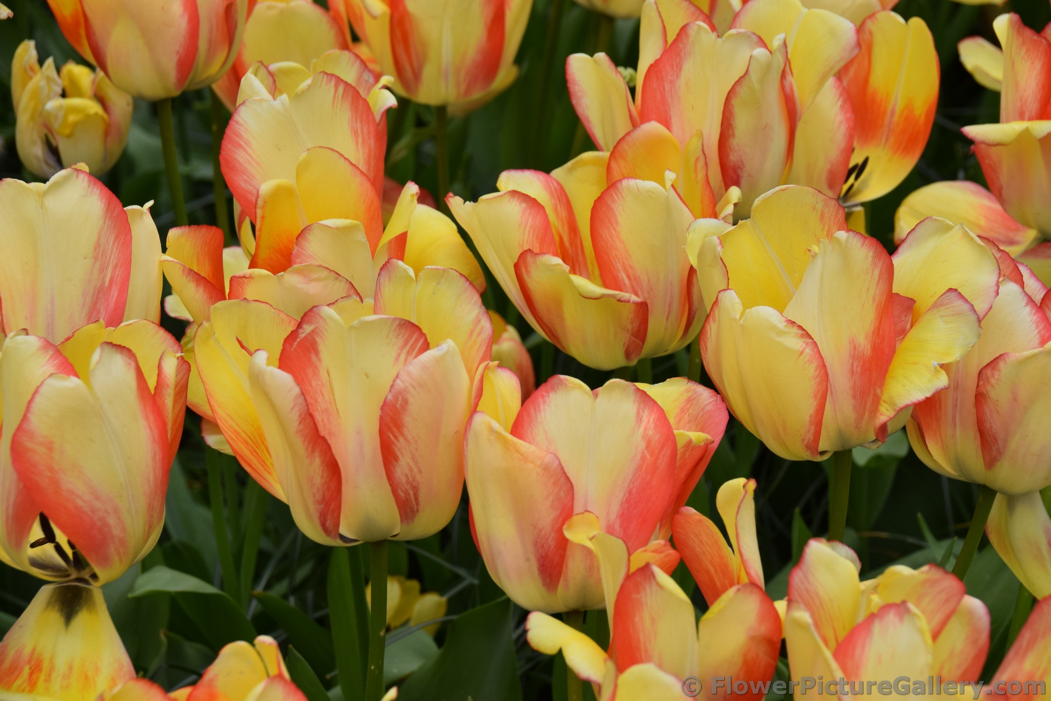Beauty of Spring Tulips in Yellow with Red Accent.jpg