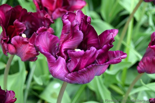 Victoria's Secret Triumph Tulip in Dark Purple (Close-up).jpg