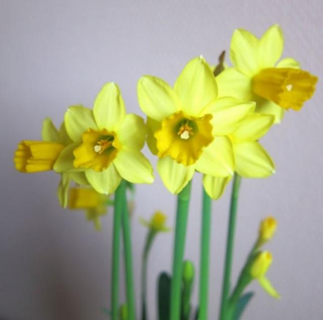 Yellow daffodils in pots pictures.JPG