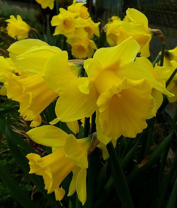 Yellow daffodil flowers pictures.JPG