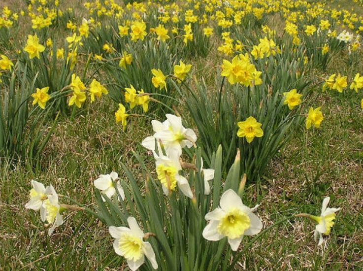 Yellow daffodils and white daffodils garden pictures.JPG